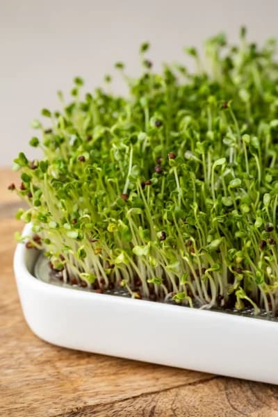 Gesunde Nährstoffe für ein starkes Gehirn